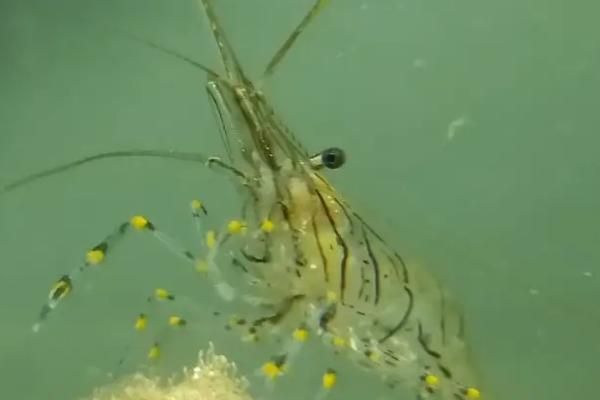 日本藻虾好不好养，饲养难度不大、可在普通淡水中生存
