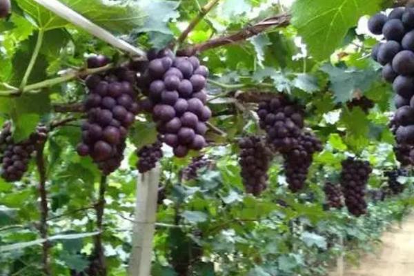 什么葡萄适合膨大处理，所有葡萄品种都适合膨大