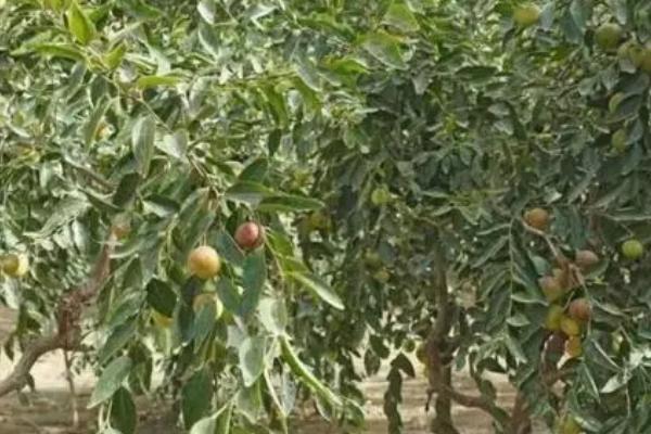 枣树怎么引种，首先考虑栽培目的