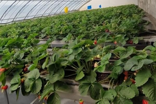 冬天定植草莓之后怎么管理，需做好控温、追肥等工作