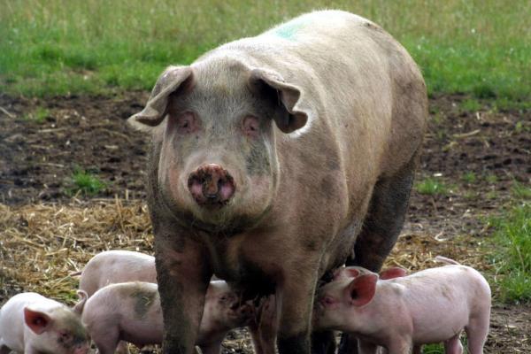 母猪不发情怎么办，可喂食矿物质和粗蛋白含量高的饲料