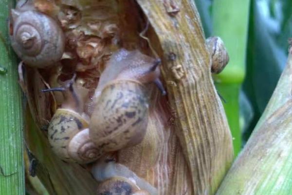 玉米蜗牛危害，主要为害玉米叶片