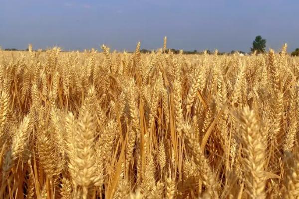 十月几号种小麦合适，华北地区通常在10月14号种植