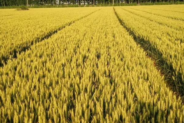 十月几号种小麦合适，华北地区通常在10月14号种植