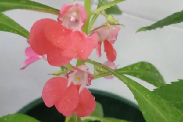 凤仙花的种植方法，通常是在4月份种植