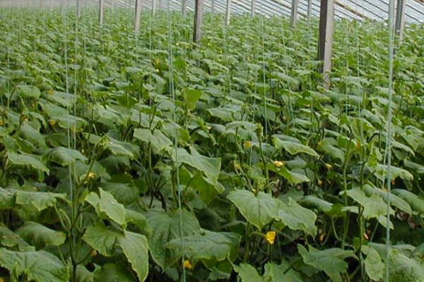大棚黄瓜的种植方法，开沟起垄后再定植