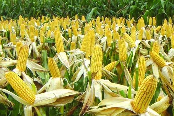 玉米的需肥规律，对氮肥和磷肥的吸收量较多、钾肥相对较少