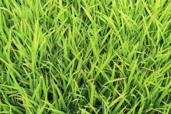 水稻秧苗发白的原因，缺素和白化病都会导致