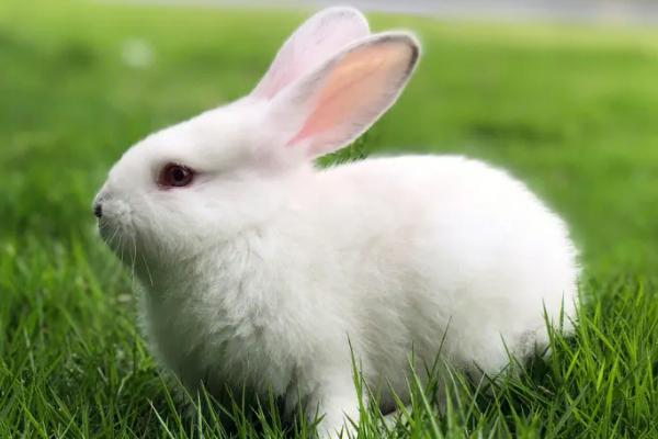 兔子是哺乳动物吗，属于哺乳动物