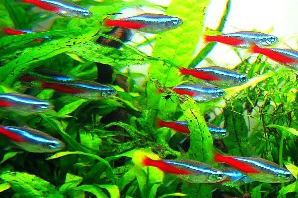 红绿灯鱼是热带鱼吗，属于热带鱼种
