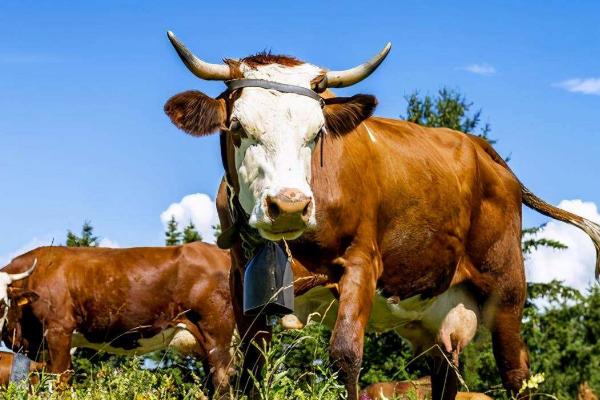 母牛打栏的表现，主要表现就是不喜欢吃食且有攻击性