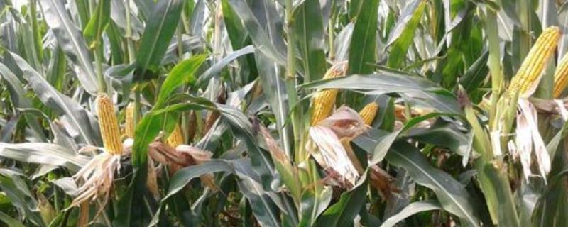 农华206玉米种的特征特性，从出苗至成熟需要126天