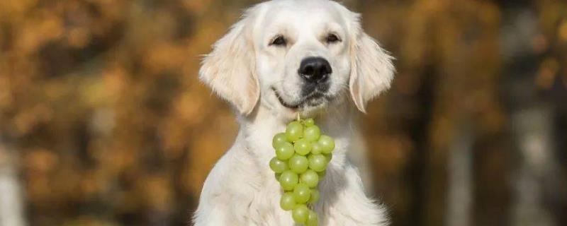 狗能不能吃葡萄，不能饲喂葡萄、否则容易引发严重后果