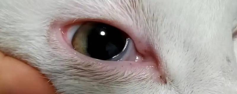 猫咪眼角发红的原因，可能是上火、受到刺激、睫毛倒生等因素所导致