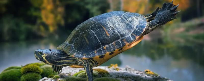 乌龟不喝水会死吗，只要环境湿润就不会死
