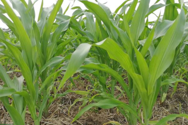 玉米肥害的原因，氮肥的含量超过15%会导致