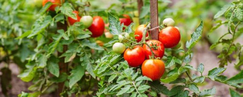 番茄的生长习性，对于水分的需求量比较多