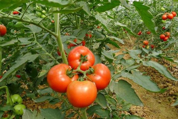 秋番茄的种植时间，一般在7月中下旬到8月上中旬播种