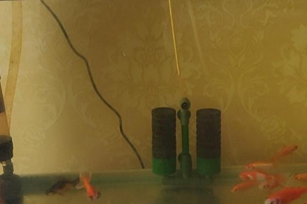 鱼缸水总是变绿如何处理，可勤换水、定期清理缸内的鱼食残渣