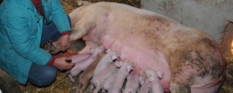 母猪难产死胎怎么办，注射催产素可以起到助产效果