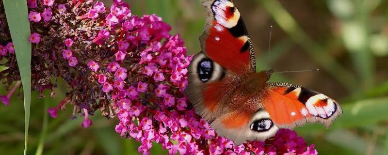 蝴蝶的本领，善于隐藏自己且以吸食花蜜为生