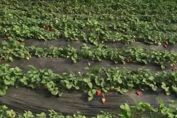 四季草莓有什么优缺点，优点是四季均可分化嫩芽、缺点是对营养的消耗量较大