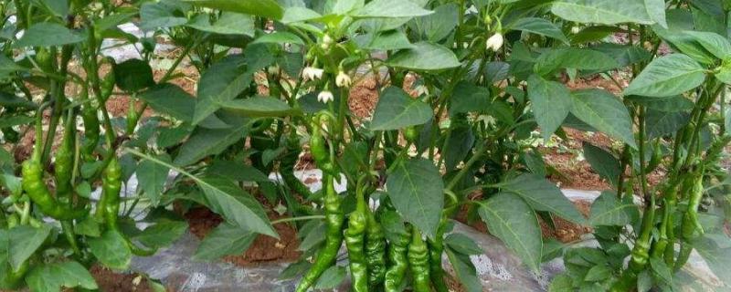 辣椒的种植方法，开花坐果前每隔3-4天浇1次水
