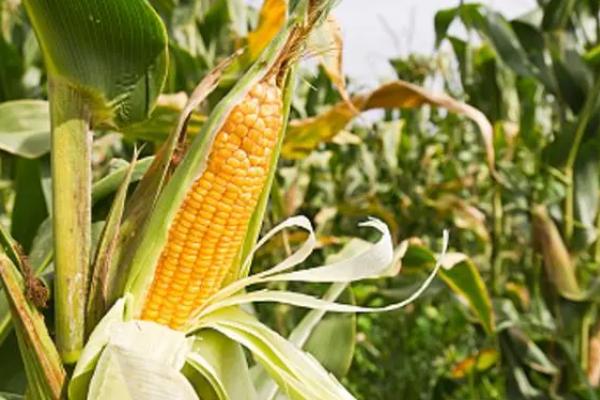先单3号玉米种的产量表现，在2018年的生产试验中、平均亩产635公斤