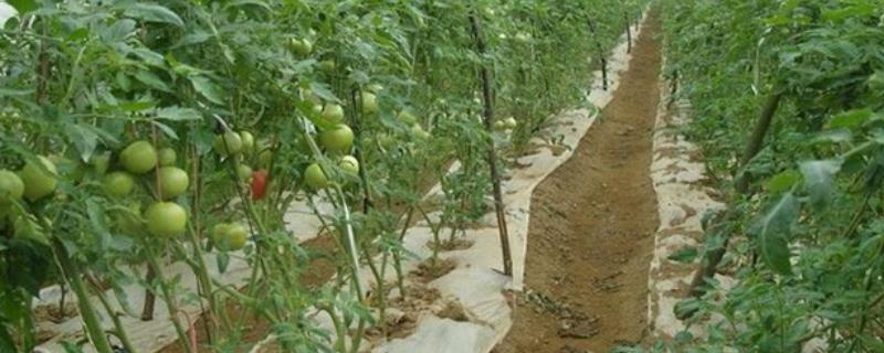 番茄的科学施肥方法，定植后要追施人粪尿、硫酸铵等肥料