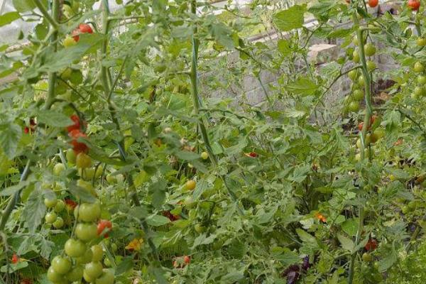 冬季大棚番茄怎么防治叶霉病，摘除老叶、黄叶可减少发病