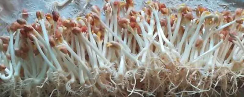花生苗的芽头可以吃吗，未出现发霉、腐烂、异味现象即可食用