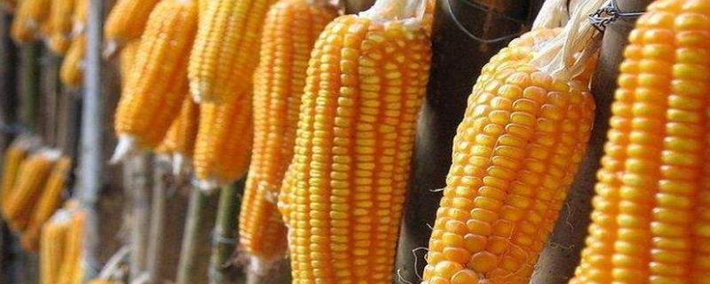 玉米多穗的形成原因，遗传因素是一方面