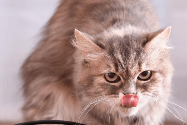 猫吐猫粮是什么原因，可能是进食速度过快导致的