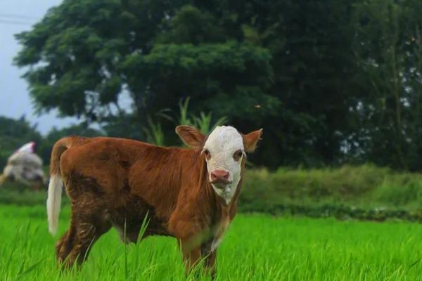 小牛不爱吃料的原因，可能是饲料适口性差