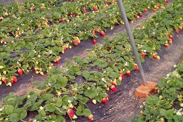 春季草莓水肥管理技术，浇水以小水勤浇为主