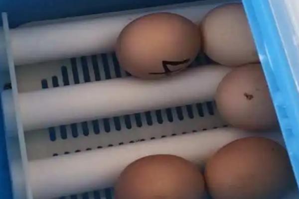 孵化小鸡什么时候凉蛋，18天左右就可以开始
