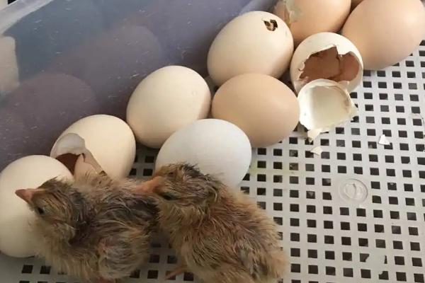 孵化小鸡什么时候凉蛋，18天左右就可以开始