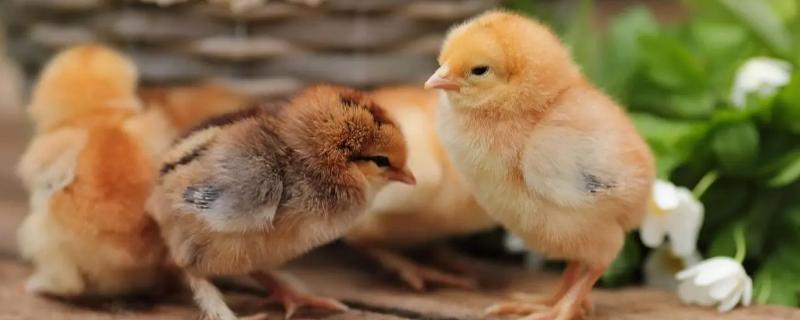 小鸡出生后过多久才能产蛋，通常需要3-4个月左右