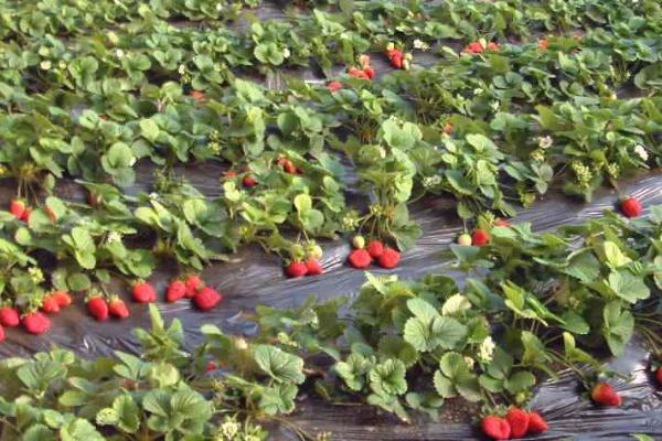 草莓花期怎么使用磷钾肥，可将肥料兑水稀释后淋施至根部附近的土壤中