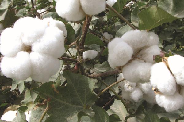 棉花肥害的表现，会发生烧根死苗情况