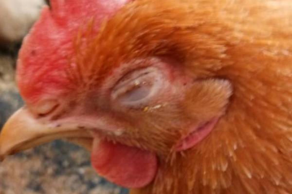 鸡没精神爱闭眼的原因，可能是细菌侵袭导致的