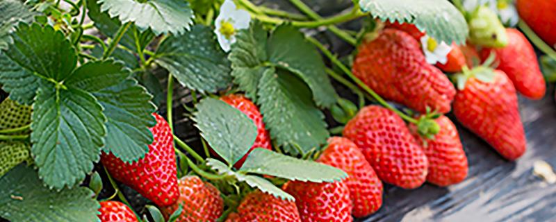 草莓基质栽培的配方，以下2种配方常用