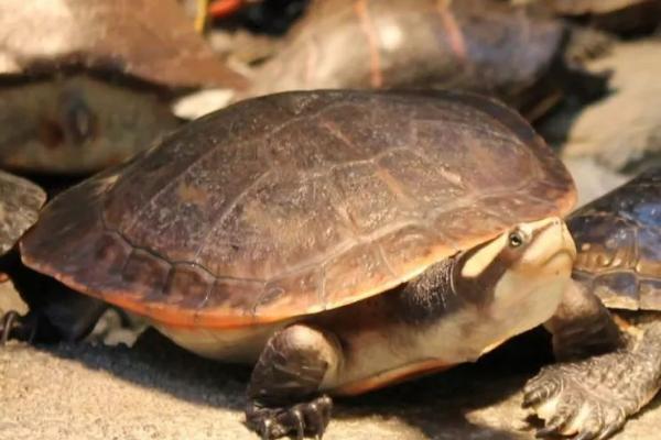 圆澳龟不喜欢动的原因，可能是水温过低、水质差等因素所导致