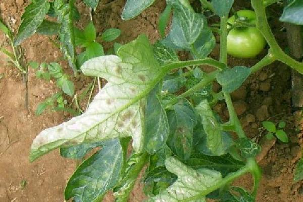 番茄叶霉病的防治方法，覆盖地面可避免病菌传播