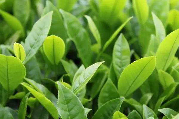 茶叶怎么催芽，可在春季开沟亩施40-60公斤茶叶专用肥