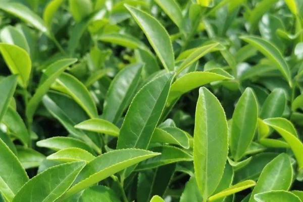 茶叶怎么催芽，可在春季开沟亩施40-60公斤茶叶专用肥