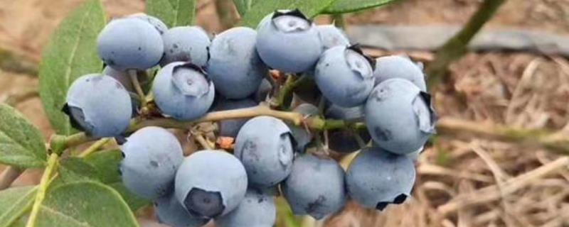 H5蓝莓简介，为南高丛极早熟蓝莓品种