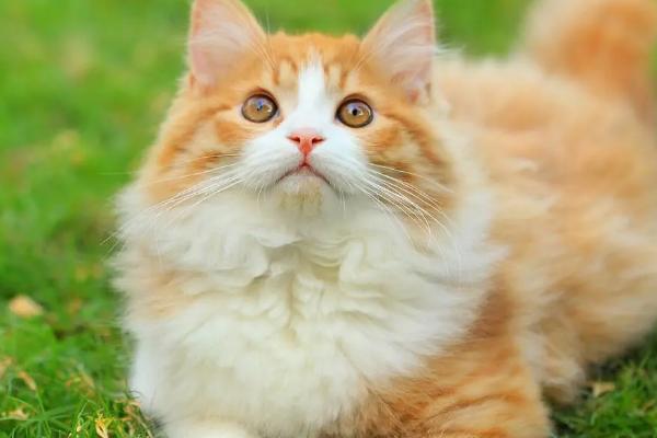 公猫的尿呈红色是怎么回事，可能是泌尿系统疾病或食物中毒