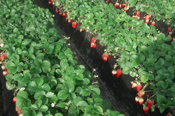 大棚草莓适宜施肥时间，晴天傍晚适合喷施叶面肥
