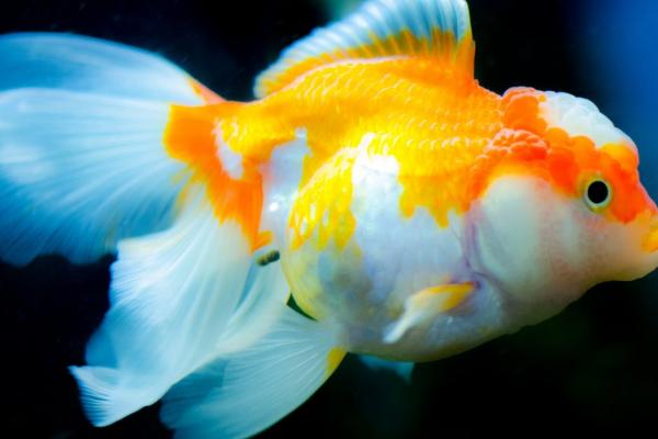 金鱼为什么会仰泳，可能是缺氧、鱼鳍受伤等原因所导致